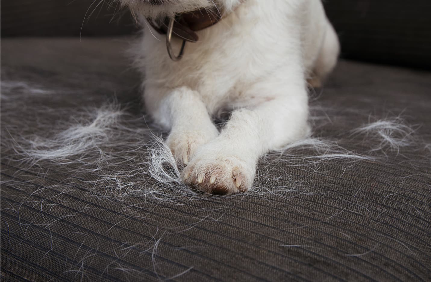 How to Eliminate Pet Hair in Your Home
